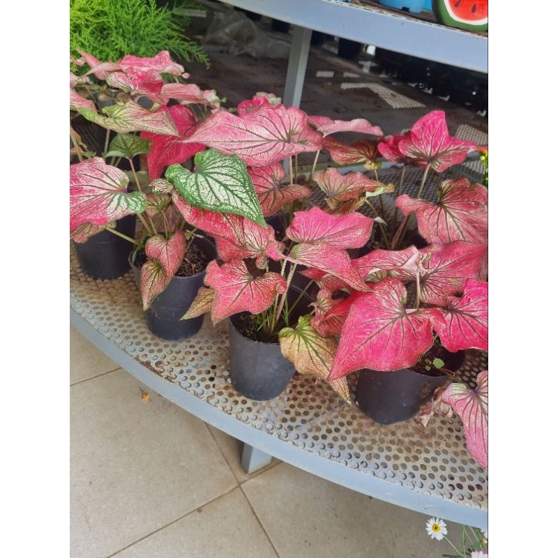 Cây môn thiên nga hồng - Caladium