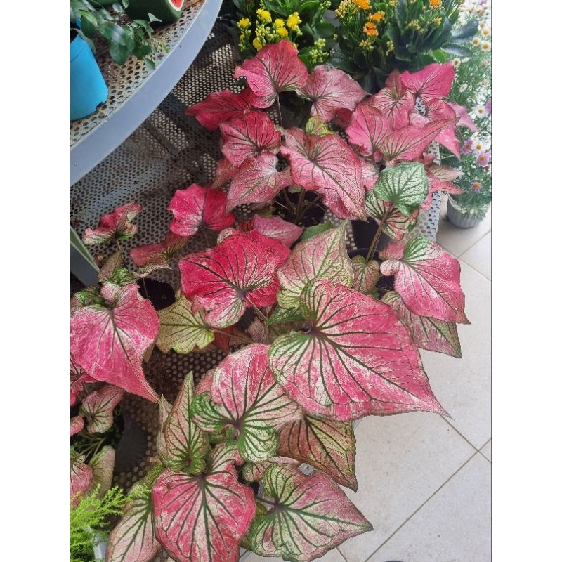 Cây môn thiên nga hồng - Caladium