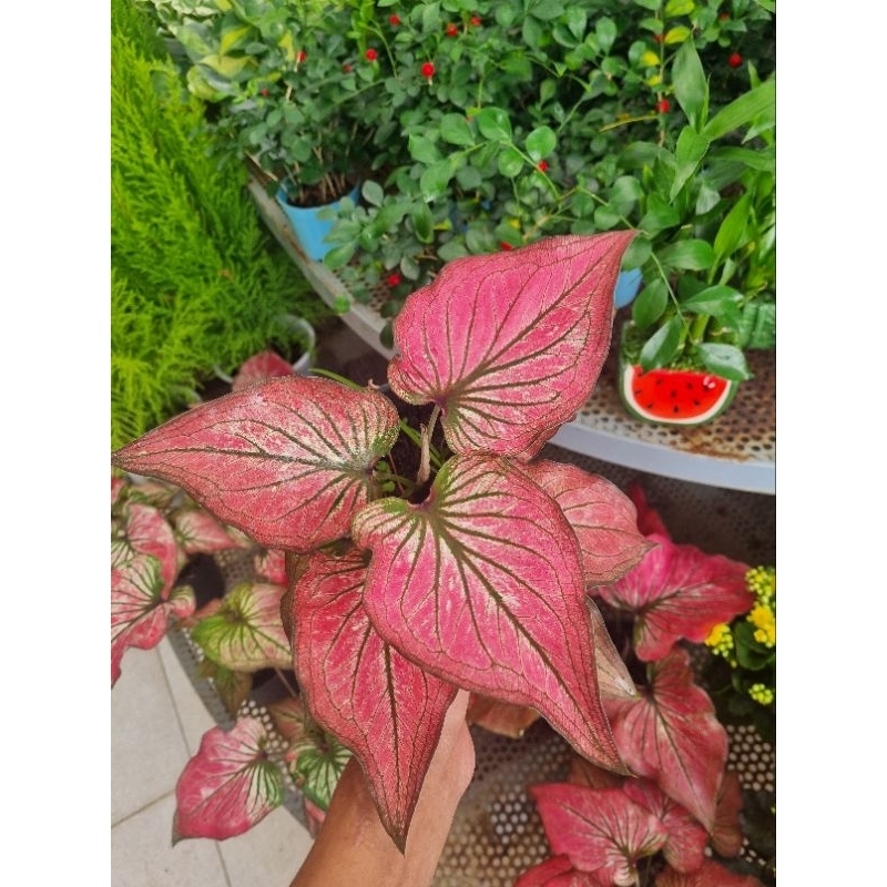 Cây môn thiên nga hồng - Caladium