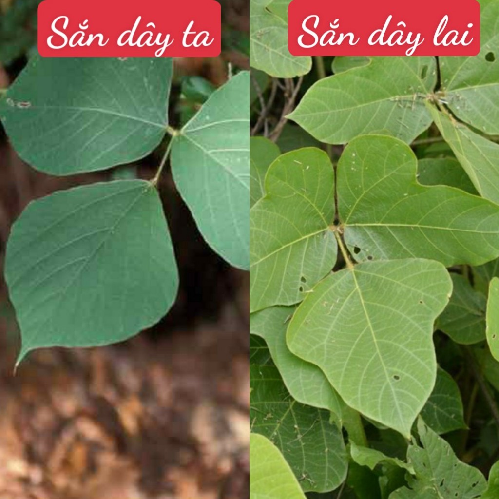 Bột sắn dây ta, sắn dây Bắc nguyên chất 1KG - Không phải sắn dây lai