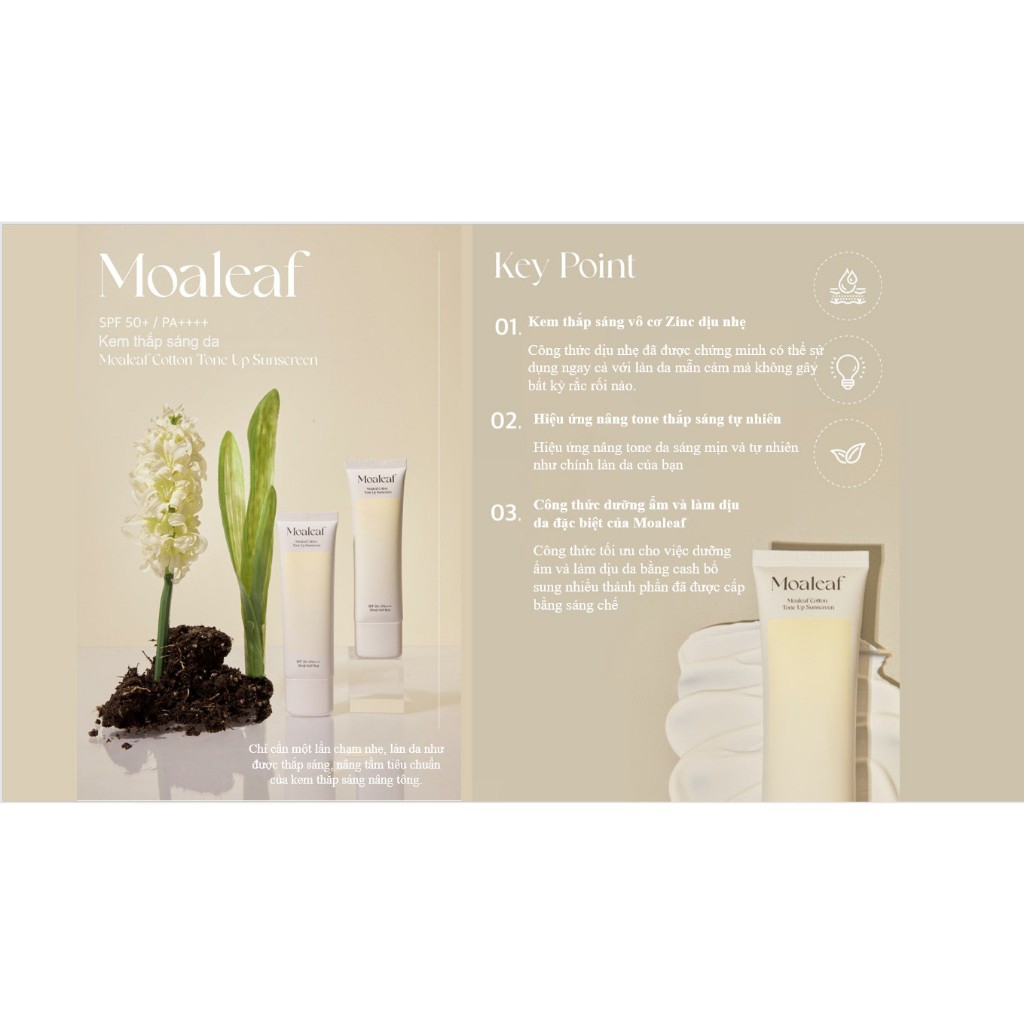 Kem thắp sáng da MOALEAF Cotton Tone Up Sunscreen - HÀN QUỐC