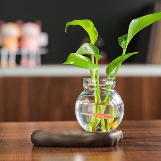 Chậu thủy sinh trồng cây để bàn