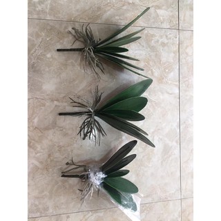 Cụm lá lan hồ điệp /gốc lá lan đẹp - loại 1
