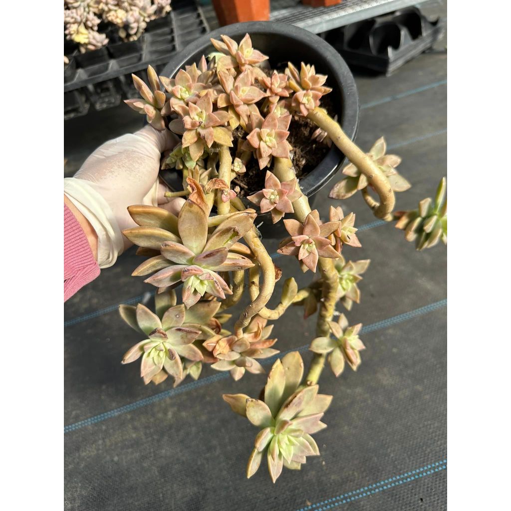 Sen đá hồng bụi