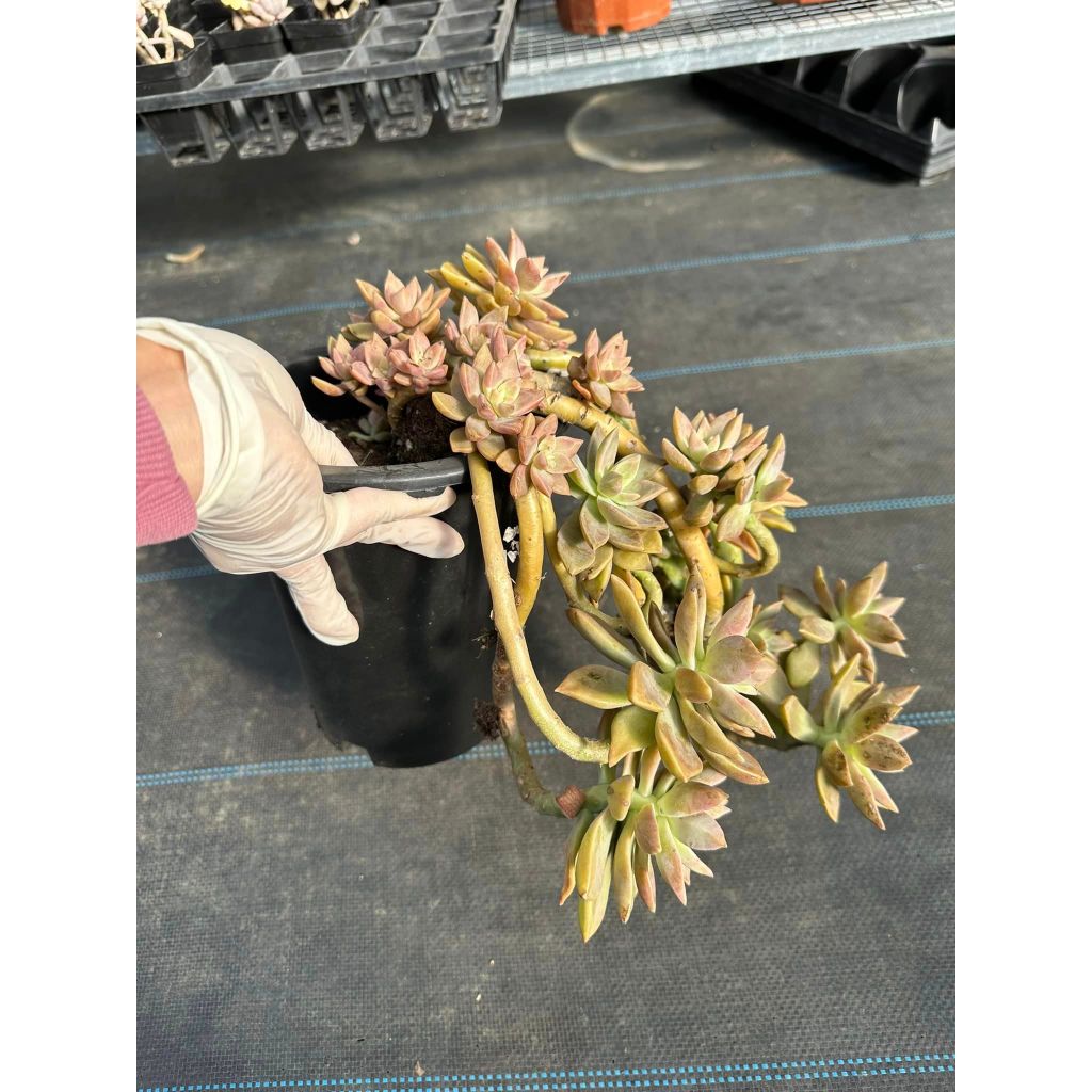 Sen đá hồng bụi