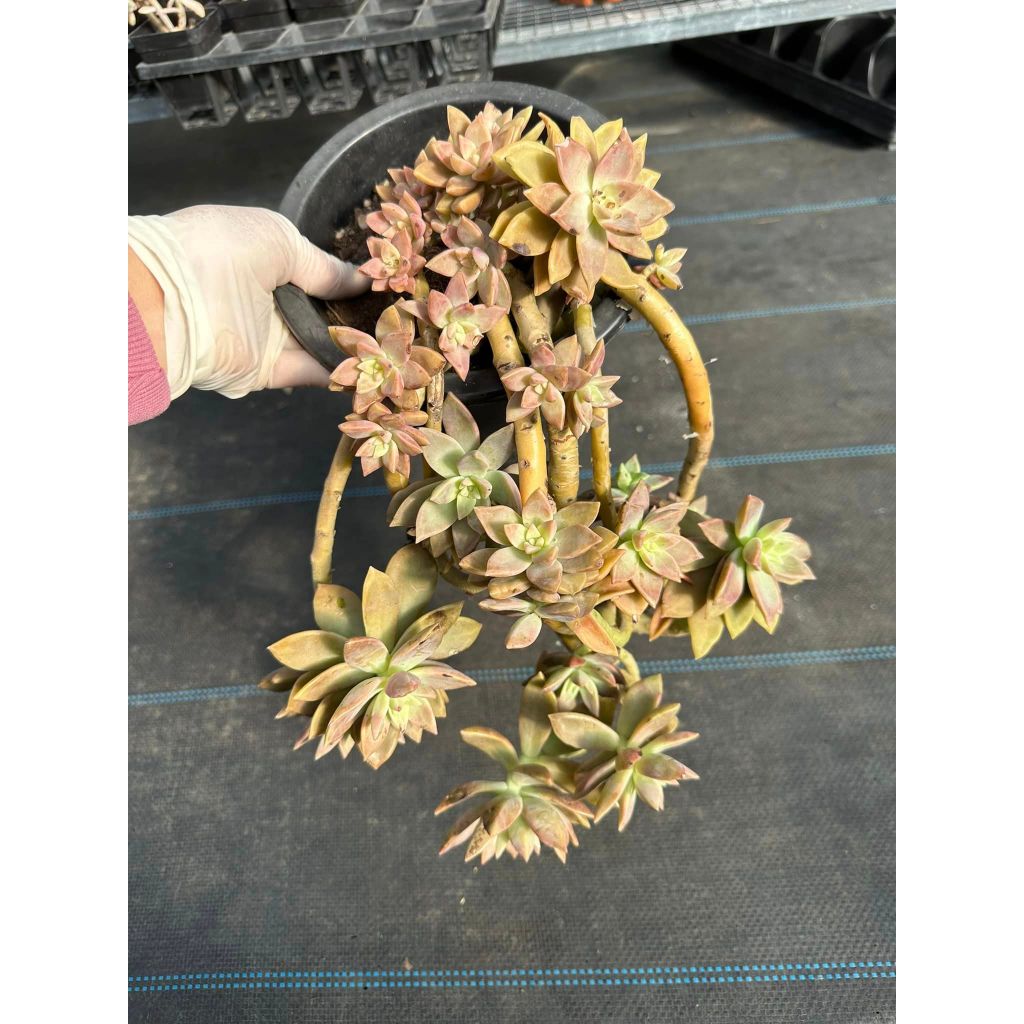 Sen đá hồng bụi