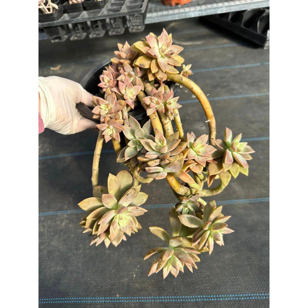 Sen đá hồng bụi