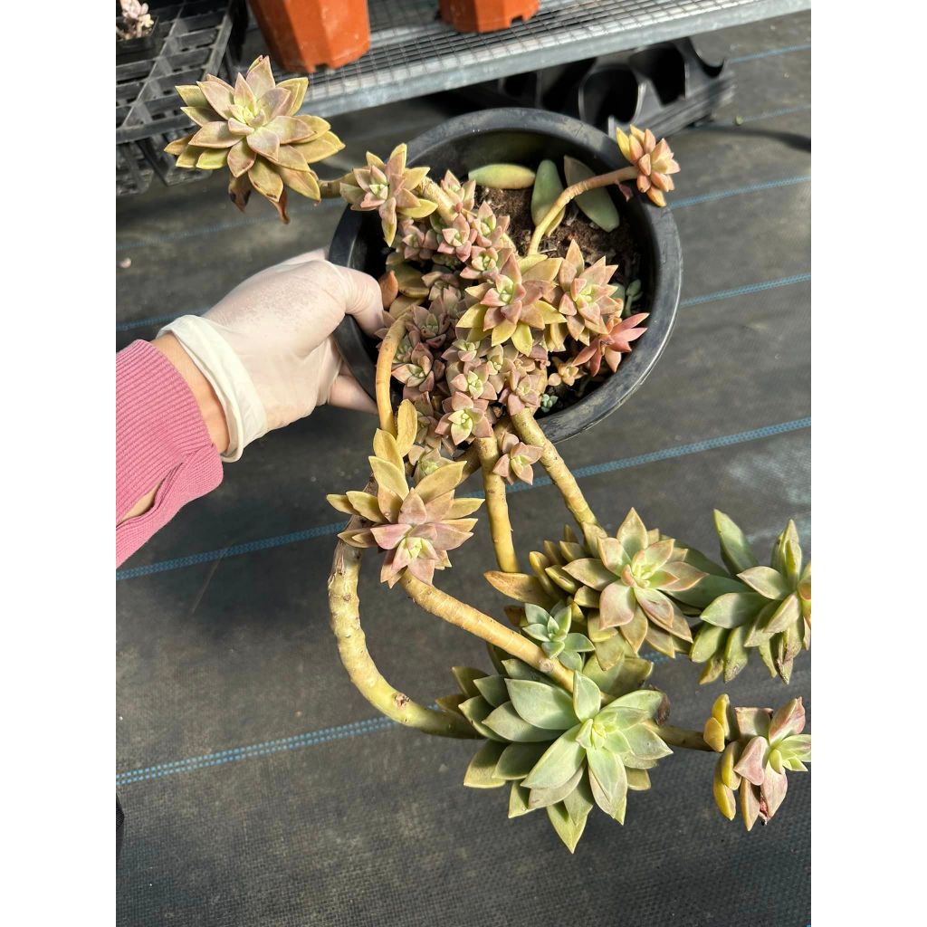 Sen đá hồng bụi