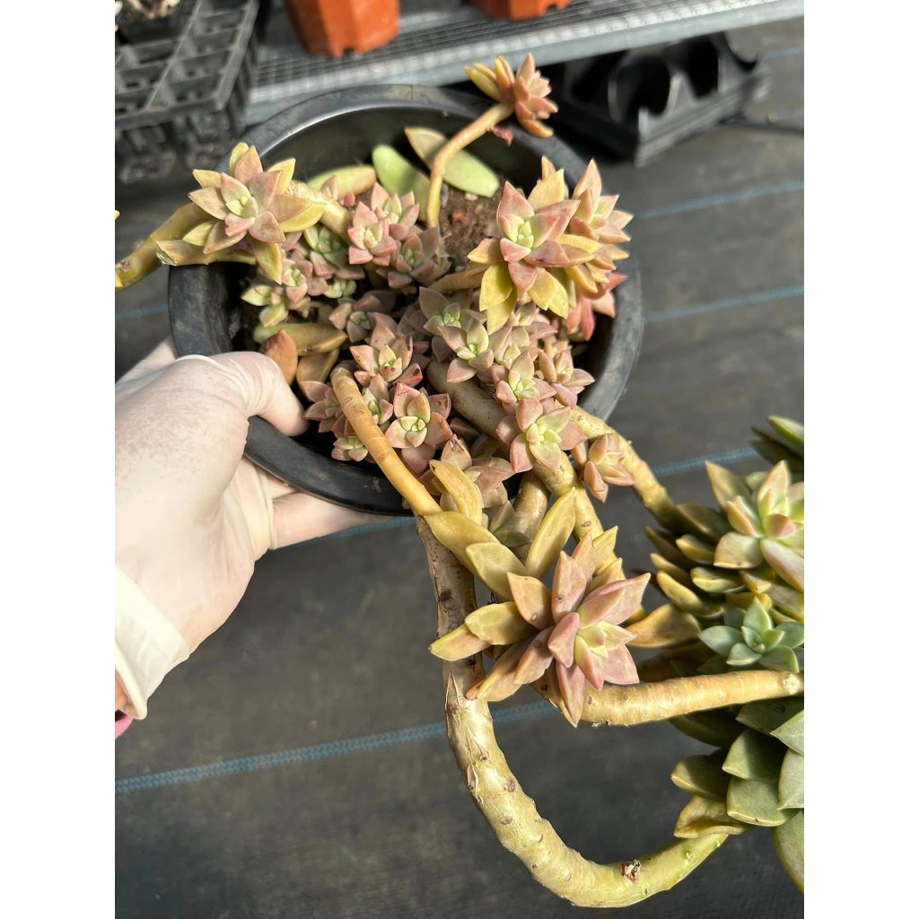 Sen đá hồng bụi