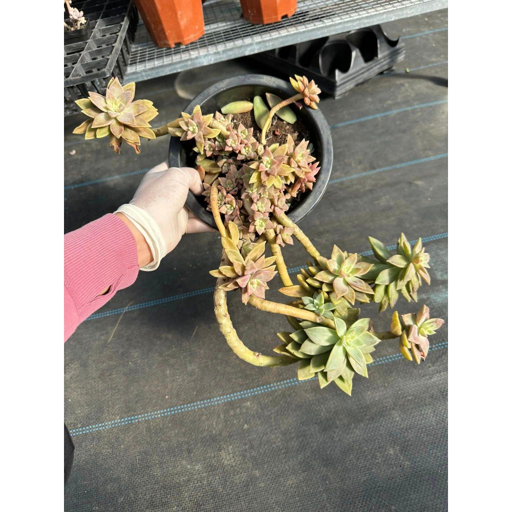 Sen đá hồng bụi