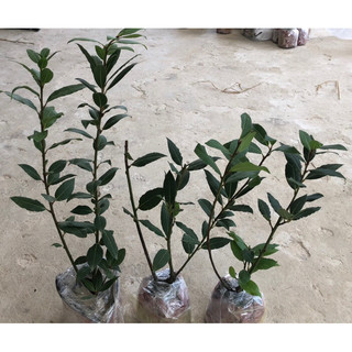 Nguyệt quế hi lạp - Bay leaf - Laurel