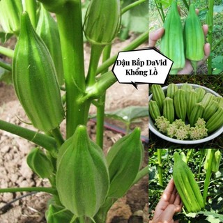 2gr hạt giống đậu bắp david mỹ💯 khổng lồ ăn cực ngon