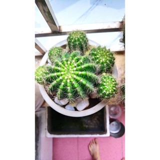 Xương rồng lobivia