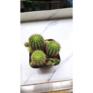 Xương rồng LOBIVIA