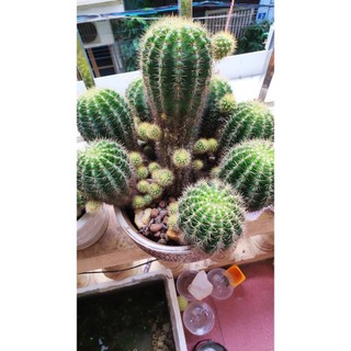 Xương rồng LOBIVIA