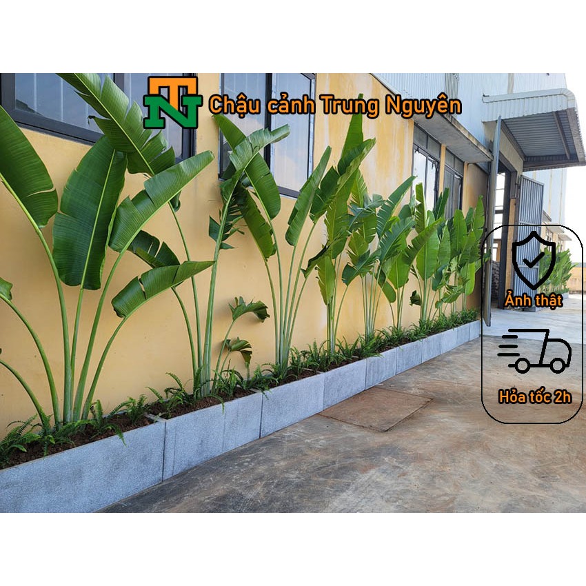 Chậu đá mài hình chữ nhật chậu trồng cây chiều dài 40 - 1m