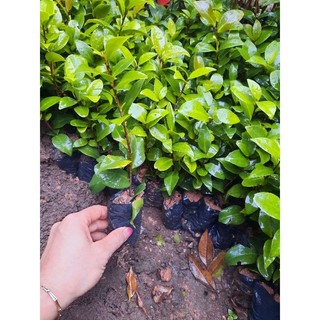 Cây trà my giống- đủ màu
