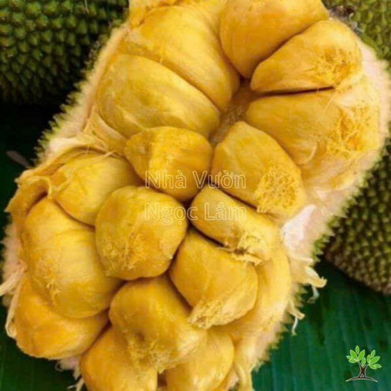 cây giống Mít Sầu Riêng chuẩn giống