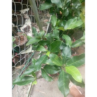 cây giống Mít Sầu Riêng chuẩn giống