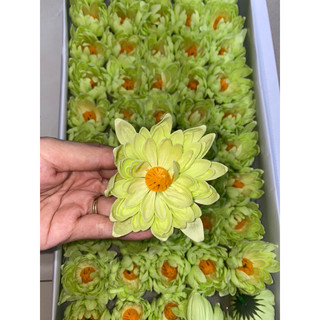 Hoa cúc Sáp thơm