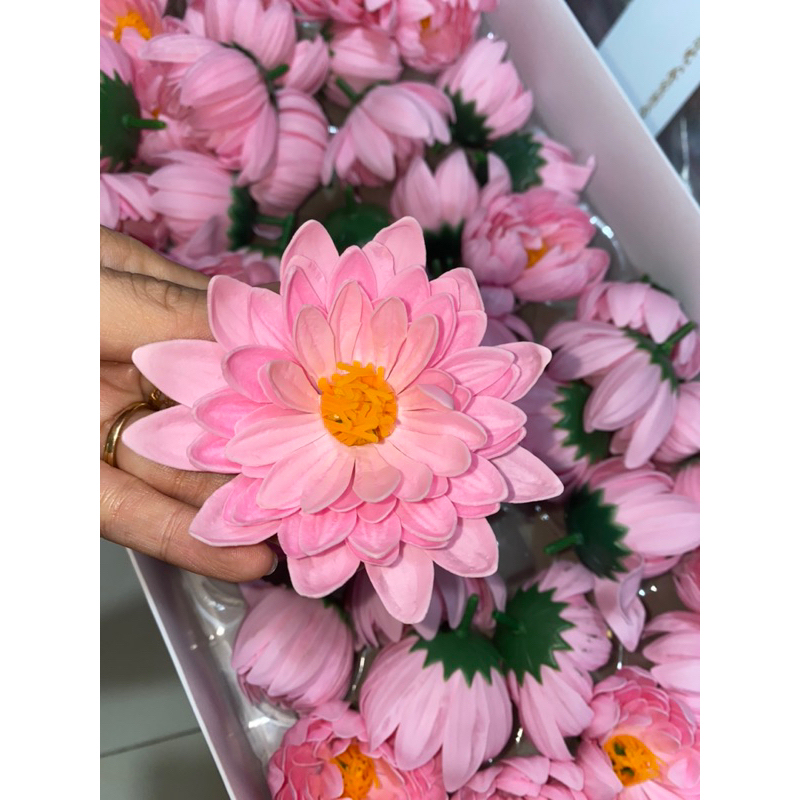 Hoa cúc Sáp thơm