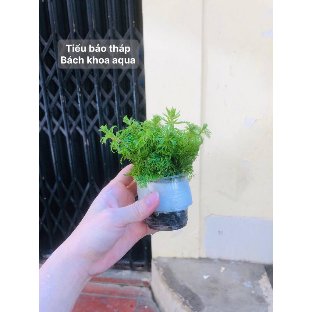 Cây thủy sinh - Cây tiểu bảo tháp