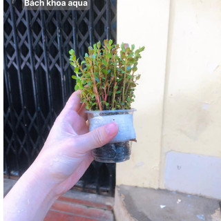 Cây thủy sinh - Vảy ốc Hồng