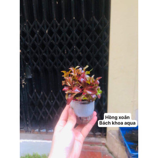 Cây thủy sinh - Hồng xoắn trồng bể cá siêu khỏe