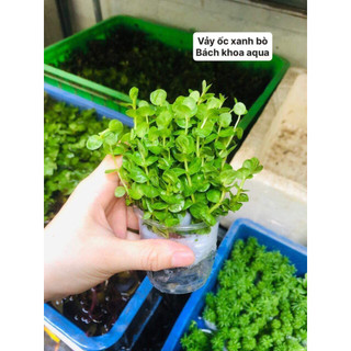 Cây thủy sinh - Vảy ốc xanh bò