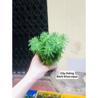 Cây thủy sinh - Cây Thông
