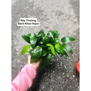 Cây thủy sinh - RÁY THƯỜNG