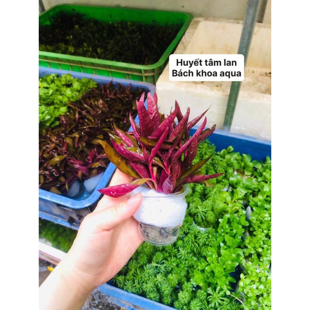 Cây thủy sinh - Huyết Tâm Lan