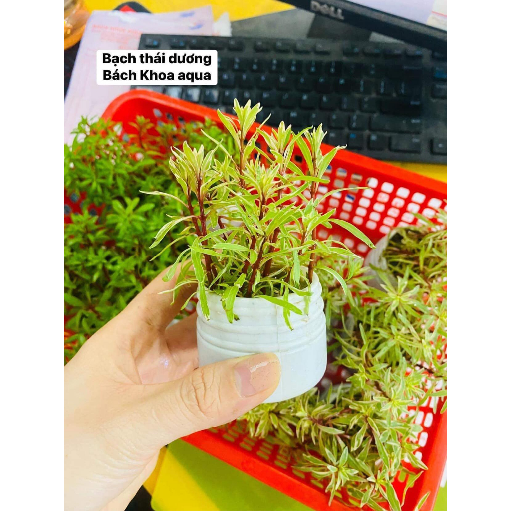 Cây thủy sinh - Bạch Thái Dương