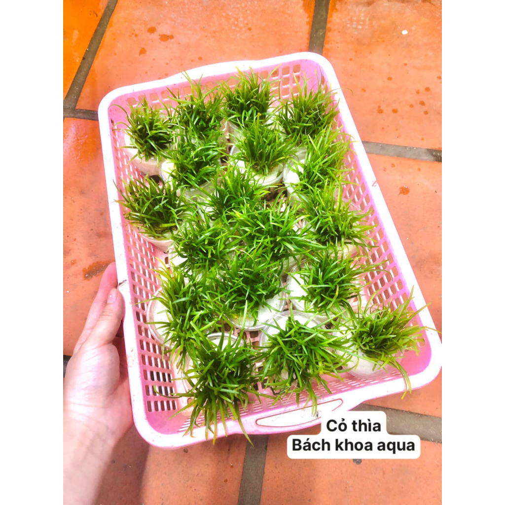 Cây thủy sinh - Cỏ Thìa