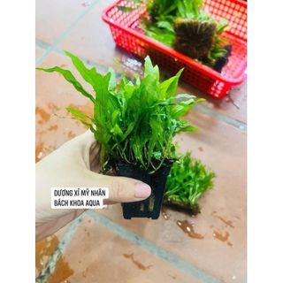 Cây thủy sinh - dương xỉ mỹ nhân