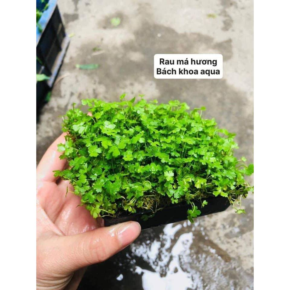 Cây thủy sinh - Rau má Hương