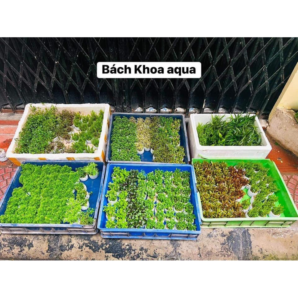 Cây thủy sinh - Vảy Ốc siêu đỏ