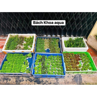 Cây thủy sinh - Vảy Ốc siêu đỏ