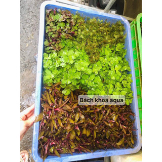 Cây thủy sinh - Vảy Ốc siêu đỏ