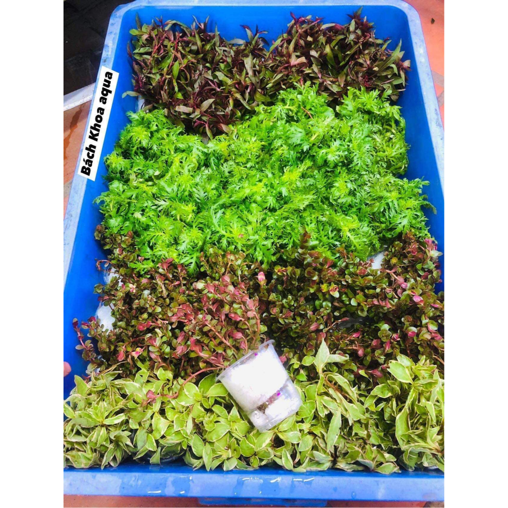 Cây thủy sinh - Vảy Ốc siêu đỏ