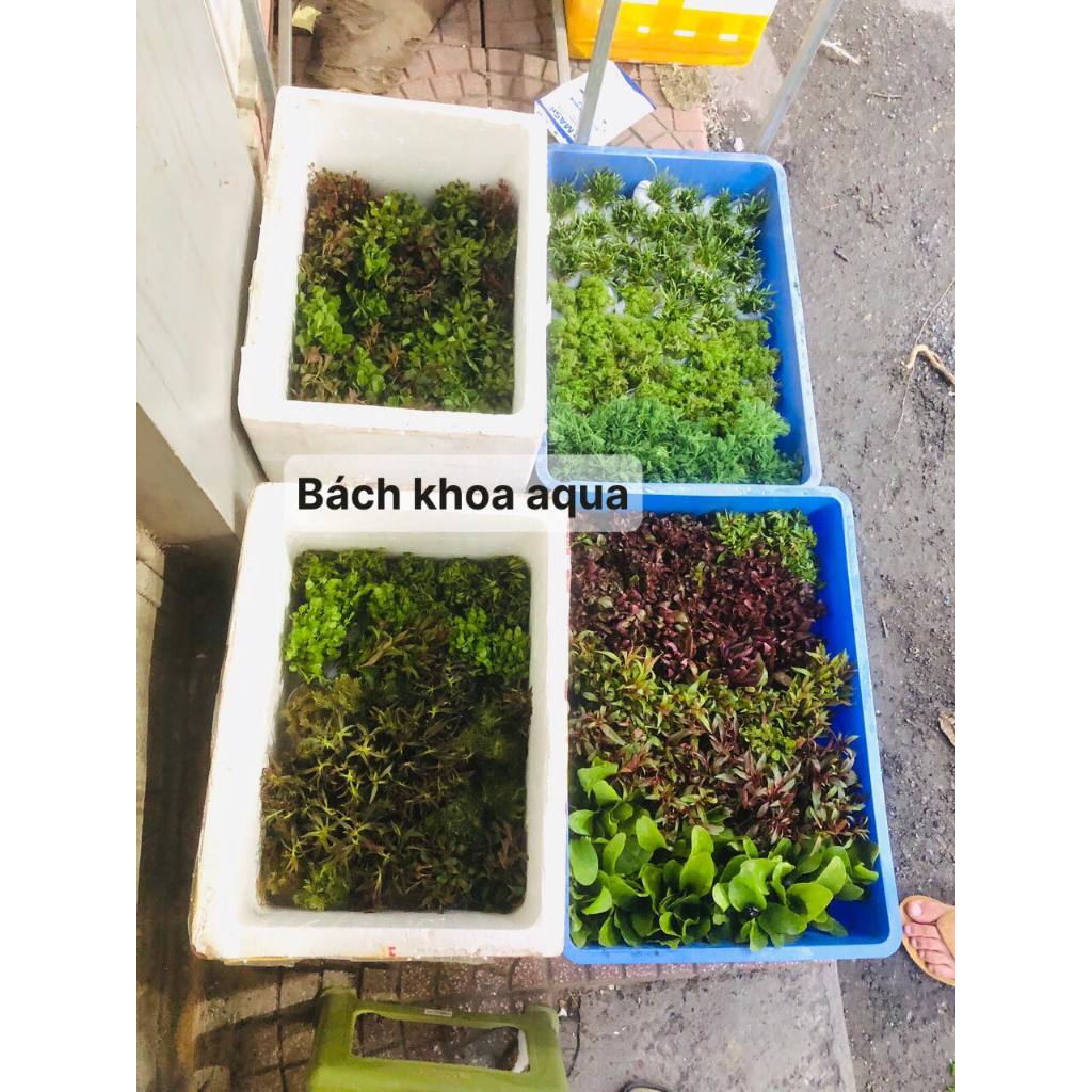 Cây cắt cắm - Đại Liễu Lùn