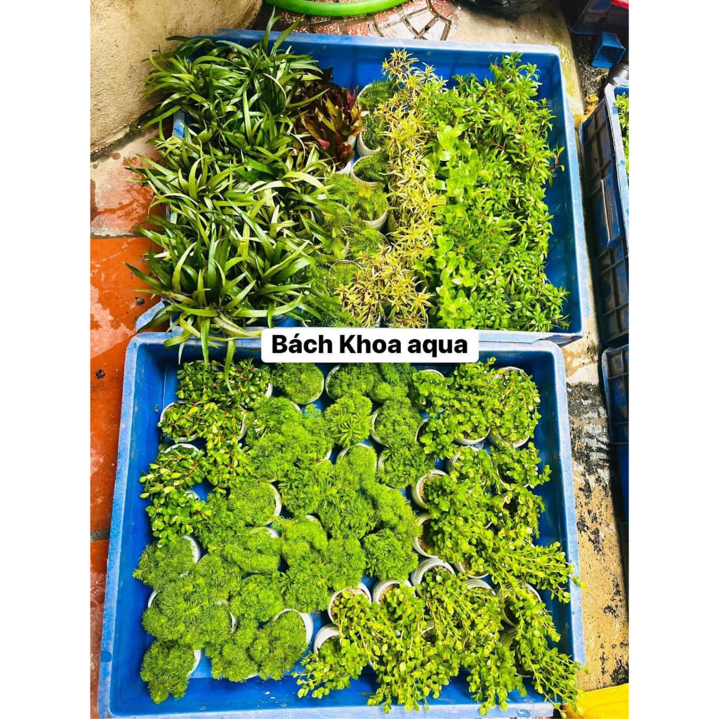 Cây cắt cắm -Tiểu bảo tháp