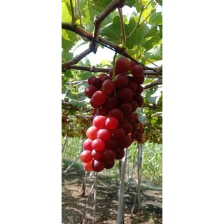 Combo 2 chai siro nho nguyên chất