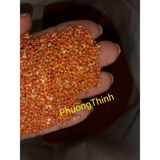 1Kg Hạt kê đỏ nhỏ cho chim