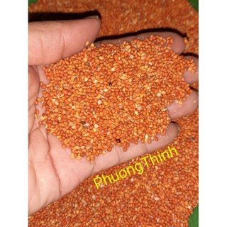 1Kg Hạt kê đỏ nhỏ cho chim