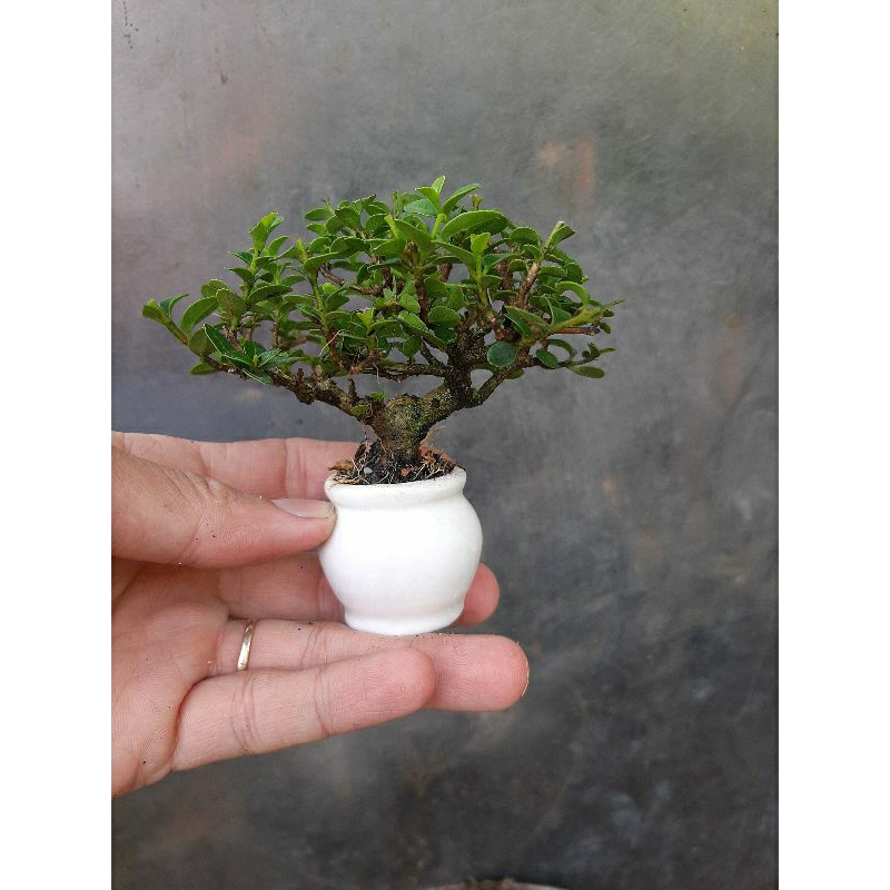 Cây sam hương siêu mini thuần chậu để bàn làm việc