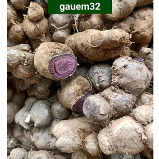 0,5kg gừng đen lâu năm không pha trộn hàng đào ở rừng sâu tây bắc