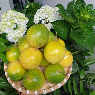 CHANH DÂY NGỌT HƯƠNG ỔI Loại 1 (10-12trai/kg)