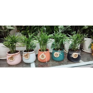 Chậu cây cau tiểu trâm