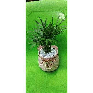 Chậu cây cau tiểu trâm có 2 size nhỏ cao 15cm và nhỡ 25cm để bàn làm việc xinh xinh
